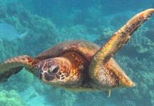 Green Sea Turtles Move from Endangered to Least Concern Green Sea Turtles Move from Endangered to Least Concern