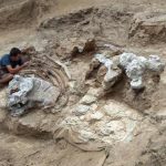 Spanish Excavation Uncovers Titan Dinosaur Fossil Spanish Excavation Uncovers Titan Dinosaur Fossil