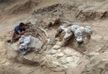 Spanish Excavation Uncovers Titan Dinosaur Fossil Spanish Excavation Uncovers Titan Dinosaur Fossil