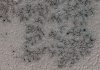 Astronomers Discover Spiders on Mars Not Ziggy Stardust Astronomers Discover Spiders on Mars Not Ziggy Stardust