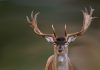 Possible Cases of Zombie Deer Disease in Humans Possible Cases of Zombie Deer Disease in Humans