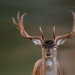 Possible Cases of Zombie Deer Disease in Humans Possible Cases of Zombie Deer Disease in Humans