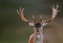 Possible Cases of Zombie Deer Disease in Humans Possible Cases of Zombie Deer Disease in Humans