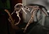 New Chicken-Like Dinosaur Fossils Discovered New Chicken-Like Dinosaur Fossils Discovered