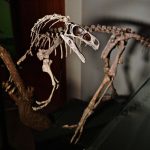 New Chicken-Like Dinosaur Fossils Discovered New Chicken-Like Dinosaur Fossils Discovered
