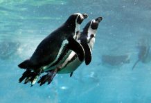 Pilchard Quotas Threaten Seabird Survival Experts Warn Pilchard Quotas Threaten Seabird Survival Experts Warn