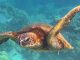 Green Sea Turtles Shift from Endangered to Least Concern Green Sea Turtles Shift from Endangered to Least Concern