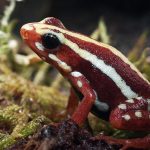 Dart Frog Toxin Allegedly Used to Poison Navalny Dart Frog Toxin Allegedly Used to Poison Navalny