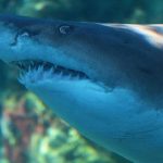 Aquarium releases ‘Blue’ into the big blue after 8 years Aquarium releases 'Blue' into the big blue after 8 years