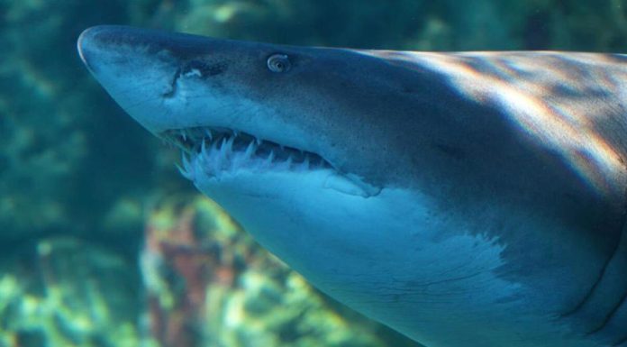 Aquarium releases ‘Blue’ into the big blue after 8 years Aquarium releases 'Blue' into the big blue after 8 years