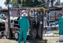 Foot and Mouth Disease Outbreaks Rise Despite Vaccination Foot and Mouth Disease Outbreaks Rise Despite Vaccination