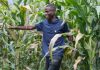 Soil Is Africa’s Hidden Growth Asset Soil Is Africa’s Hidden Growth Asset