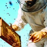 Possible Bee Imports Set Sector Abuzz Possible Bee Imports Set Sector Abuzz