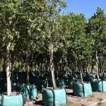 Make Your Neighbourhood Greener With Free Trees Make Your Neighbourhood Greener With Free Trees