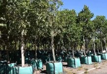 Make Your Neighbourhood Greener With Free Trees Make Your Neighbourhood Greener With Free Trees