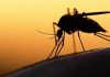 Malaria cases rise in Gauteng Malaria cases rise in Gauteng