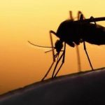 Malaria cases rise in Gauteng Malaria cases rise in Gauteng