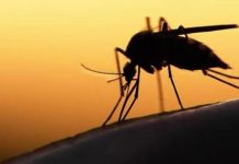 Malaria cases rise in Gauteng Malaria cases rise in Gauteng