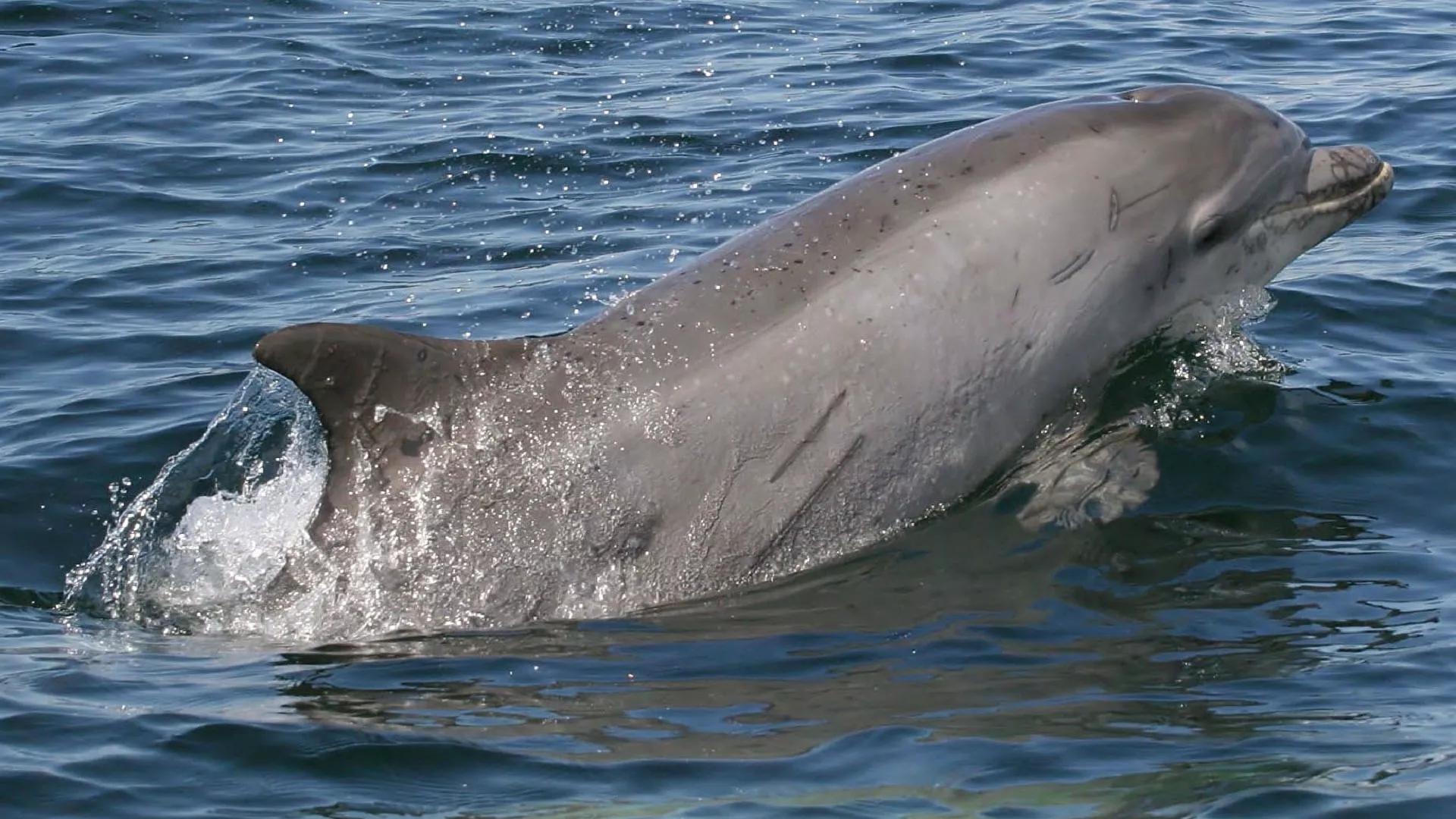 Dolphins Have Functional Clitoris Similar in Shape to Humans', Scientists Say