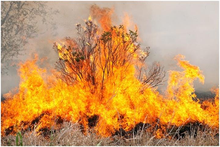 Community leaders kick off campaign against bush burning