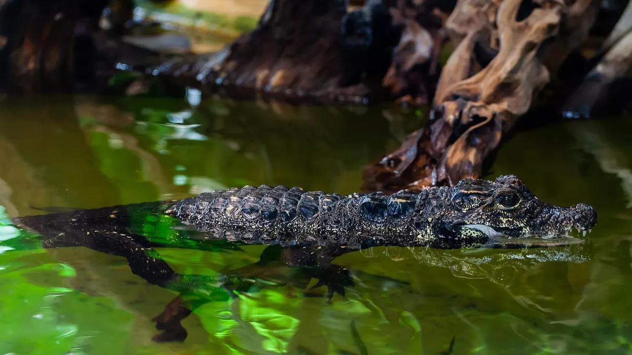 Extinct 'Giant Dwarf Crocodiles' Species Discovered by Scientists Extinct 'Giant Dwarf Crocodiles' Species Discovered by Scientists