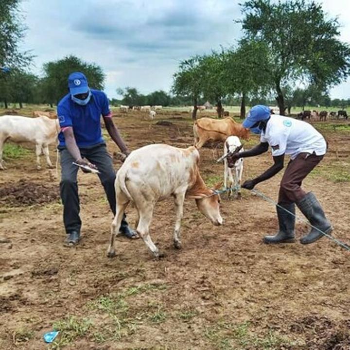 Over 5,000 livestock vaccinated in Abyei Over 5,000 livestock vaccinated in Abyei