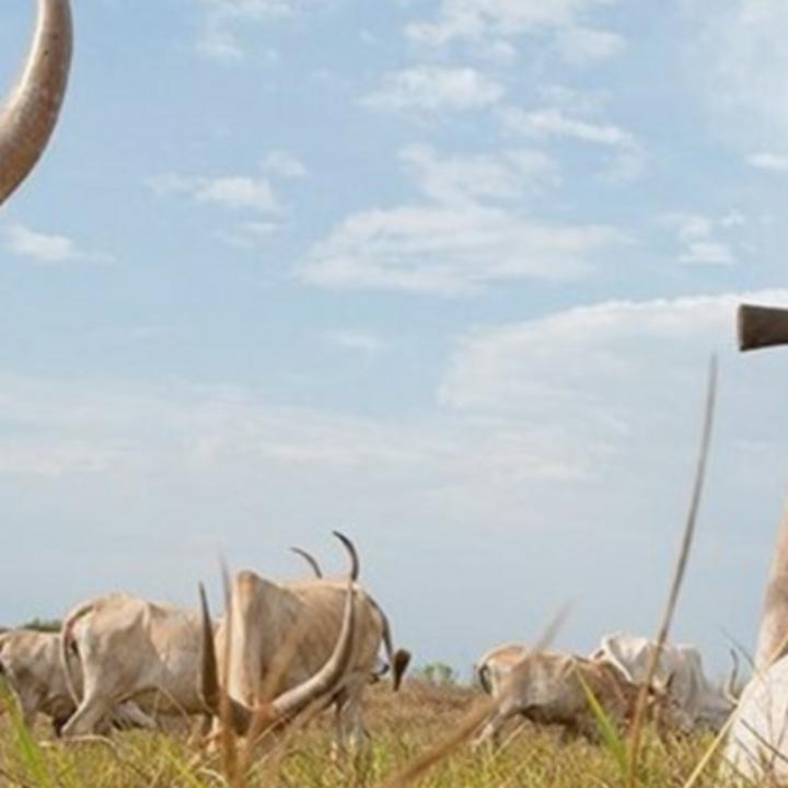 Suspected Turkana rustlers injure police officer in Nadapal cattle raid Suspected Turkana rustlers injure police officer in Nadapal cattle raid