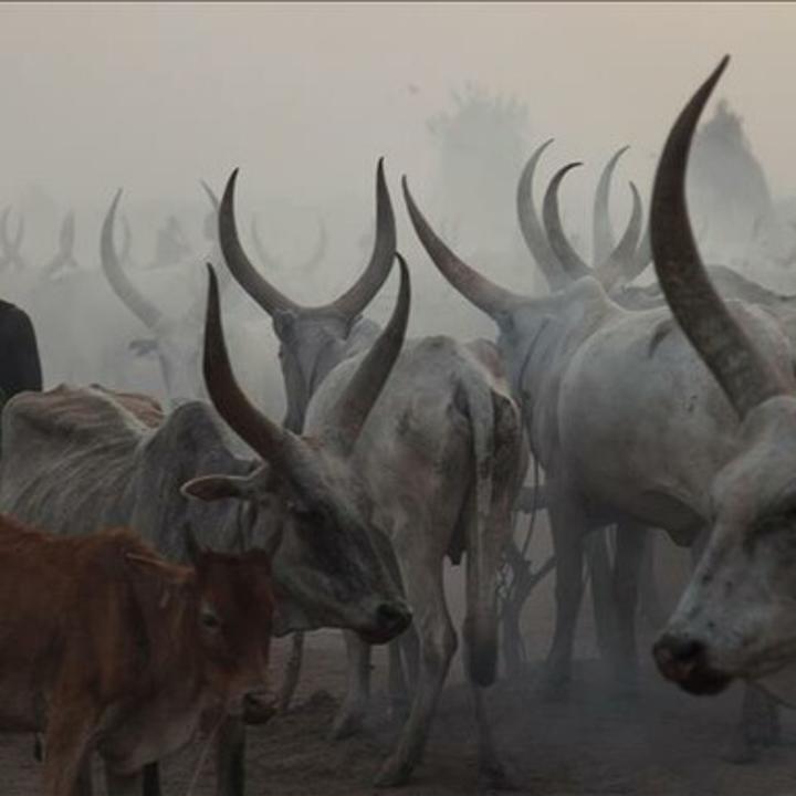 At least 2 killed in Rumbek North cattle raid At least 2 killed in Rumbek North cattle raid