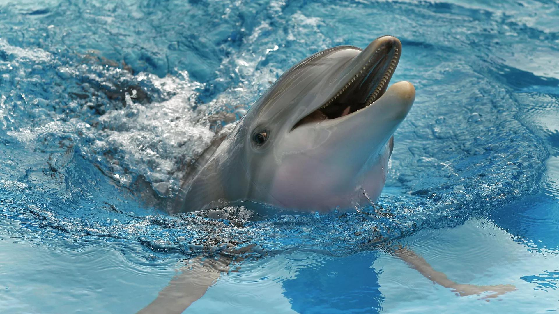 Dolphins Have to ‘Shout’ Over Industrial Noise, Study Finds Dolphins Have to ‘Shout’ Over Industrial Noise, Study Finds