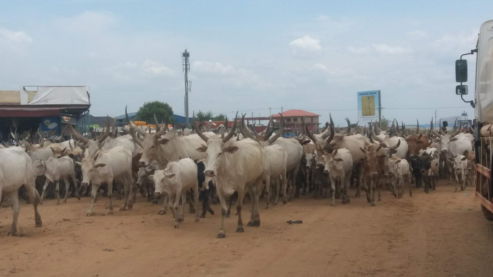 Terekeka herders agree to leave Juba County Terekeka herders agree to leave Juba County