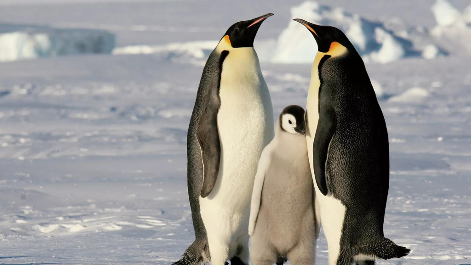 Scientists Discover New Penguin Colony in Antarctica Using Satellite Imagery Scientists Discover New Penguin Colony in Antarctica Using Satellite Imagery