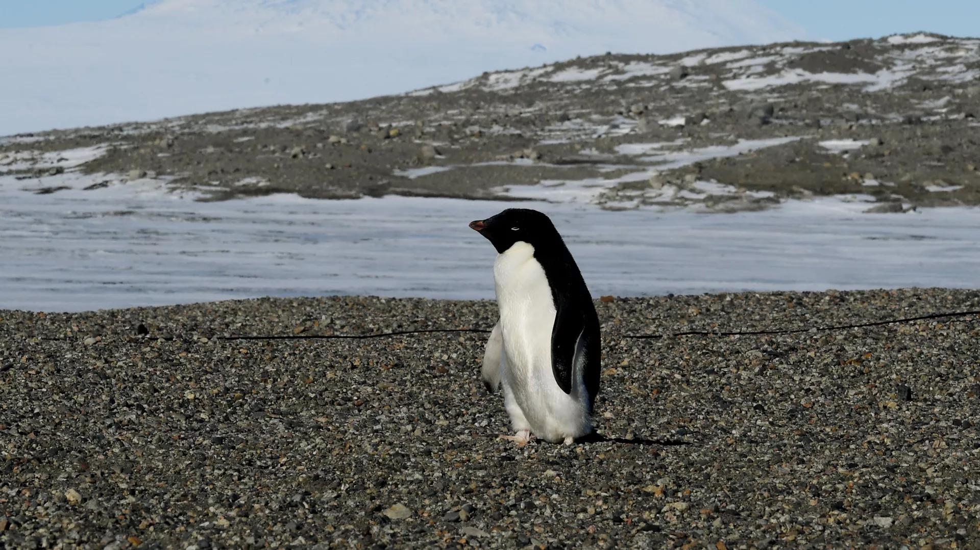 Fossilized Remains of 340-Pound Giant Penguin Found in New Zealand Fossilized Remains of 340-Pound Giant Penguin Found in New Zealand