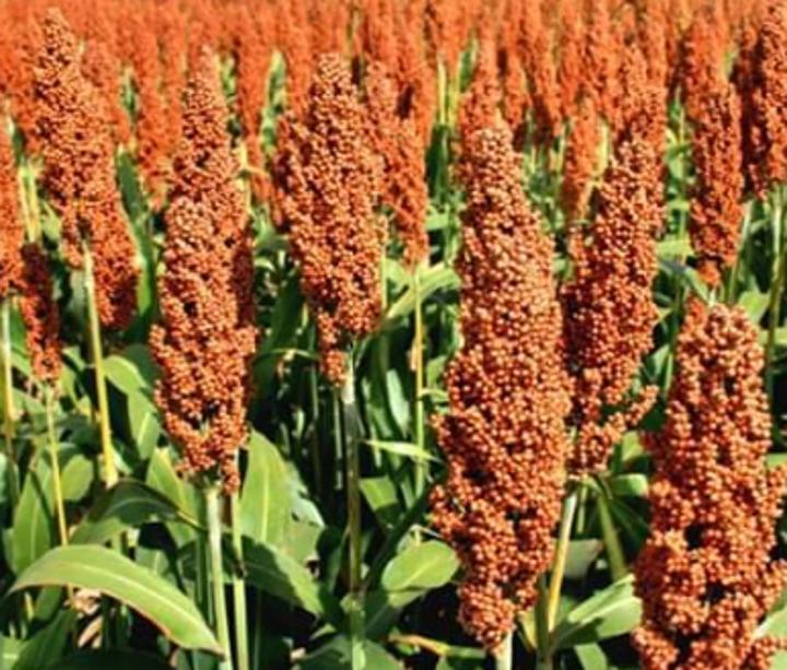 South Sudan records improvement in food production in 2022 season South Sudan records improvement in food production in 2022 season