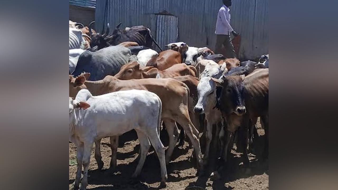 Hiyalla community compensate 35 cows to family of slain policeman Hiyalla community compensate 35 cows to family of slain policeman
