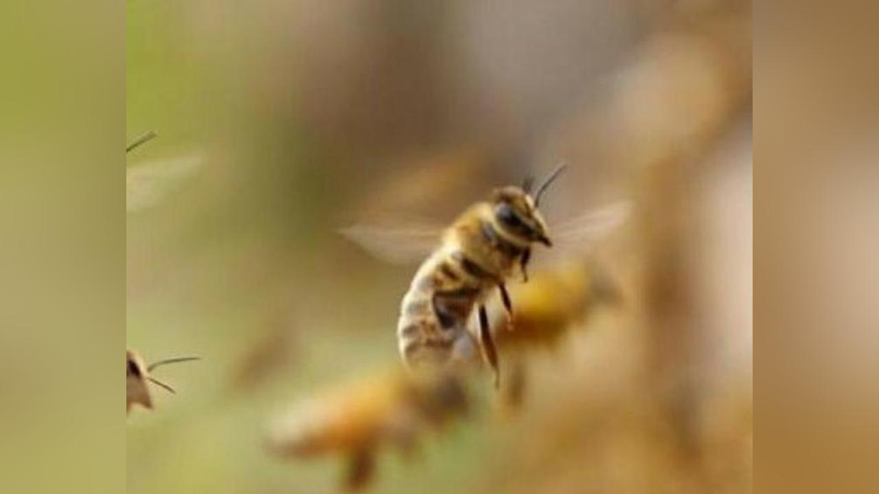 Bee swarm attack kills child, injures 5 in Torit County Bee swarm attack kills child, injures 5 in Torit County