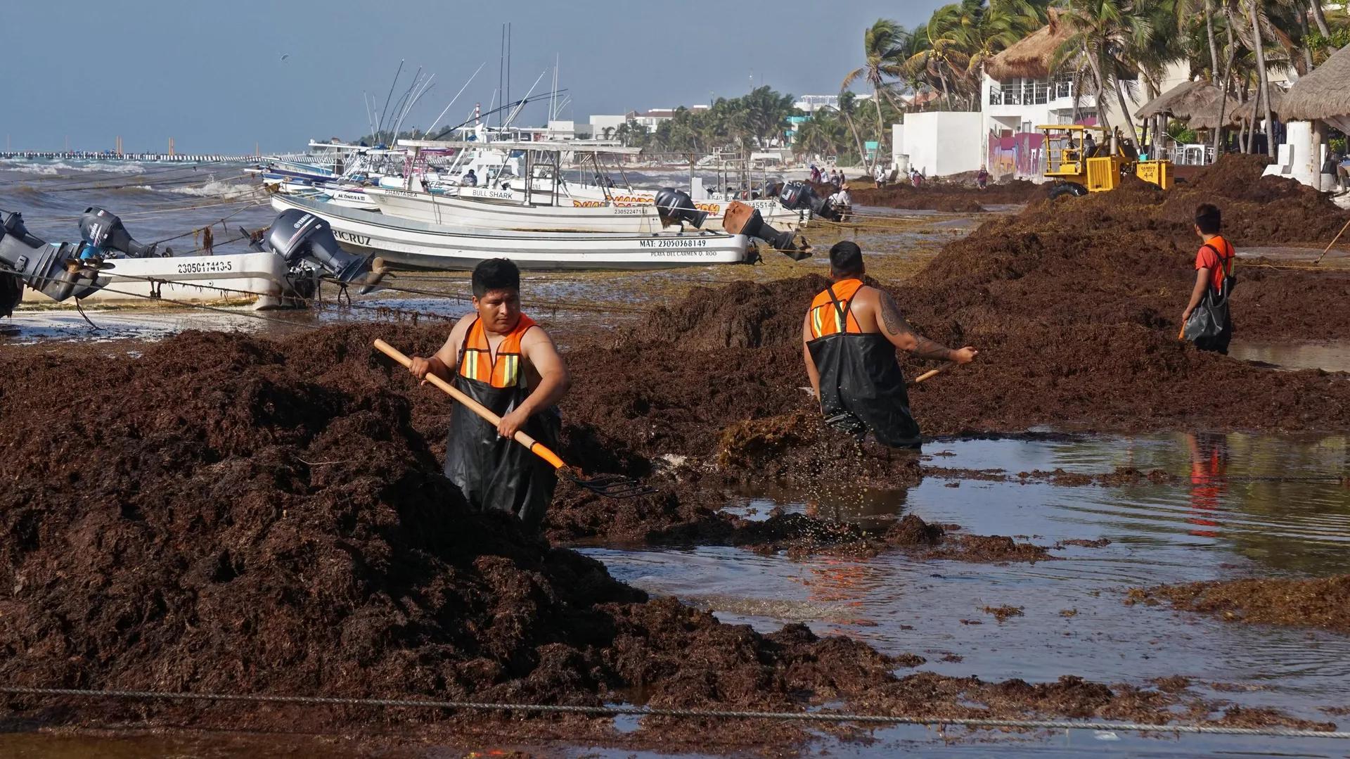 Massive Bloom of Stinky, Rotting Seaweed Headed for Florida’s Coast Massive Bloom of Stinky, Rotting Seaweed Headed for Florida’s Coast