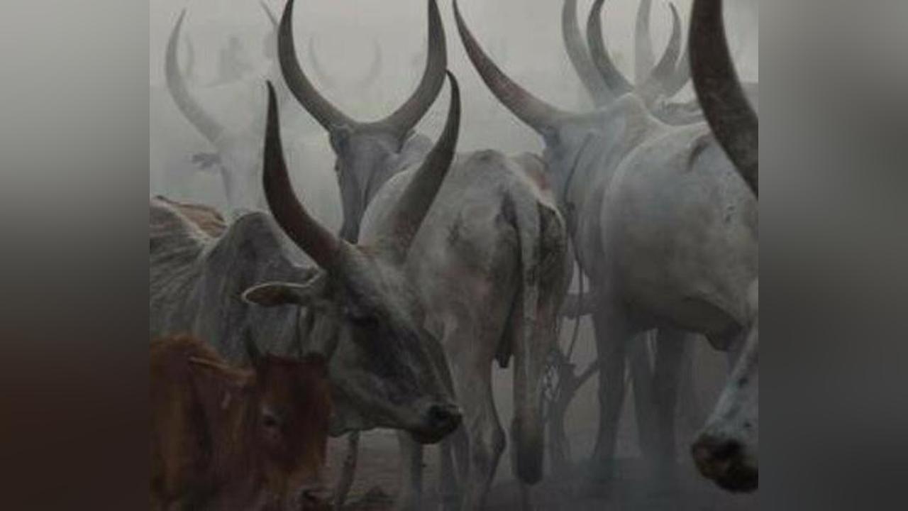 Uror: 2 killed, 80 cattle raided Uror: 2 killed, 80 cattle raided