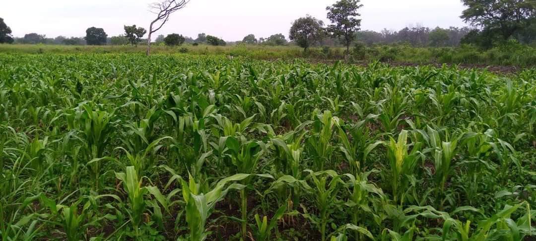 Economic stability lies in vibrant agricultural sector - South Sudan