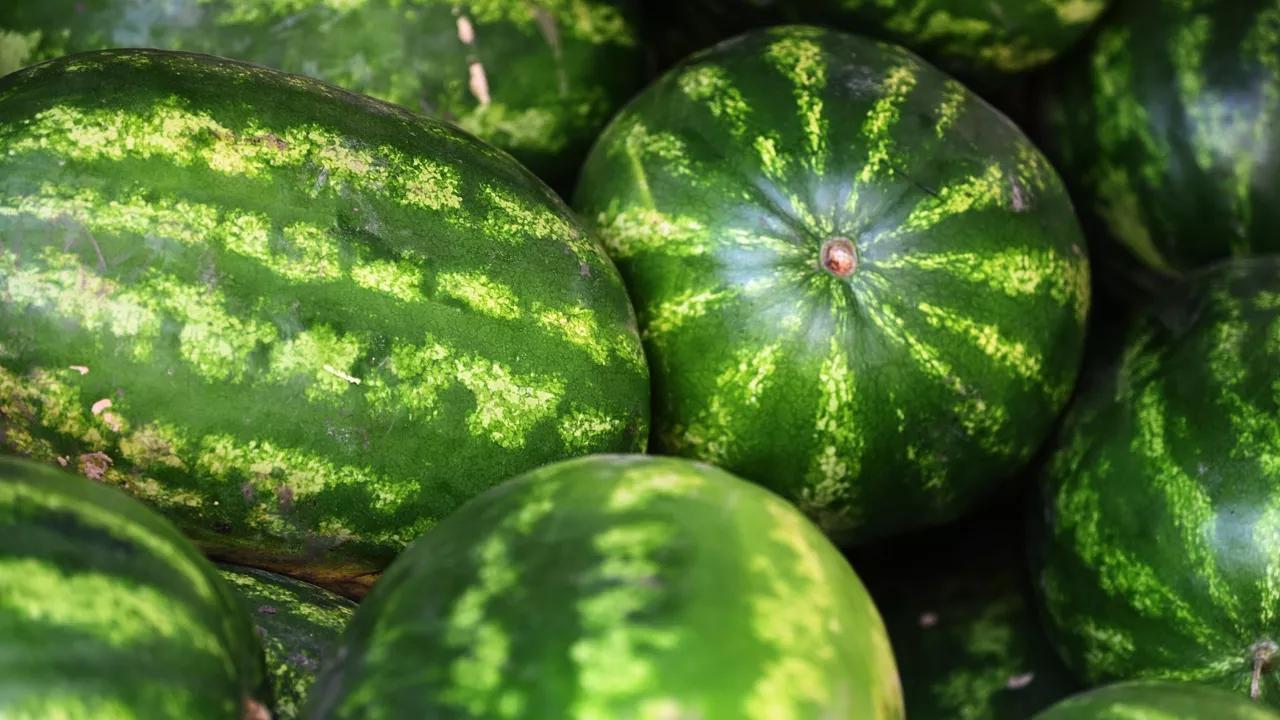 Russian Scientists Succeed in Growing Watermelons in Antarctica – Research Institute Russian Scientists Succeed in Growing Watermelons in Antarctica – Research Institute