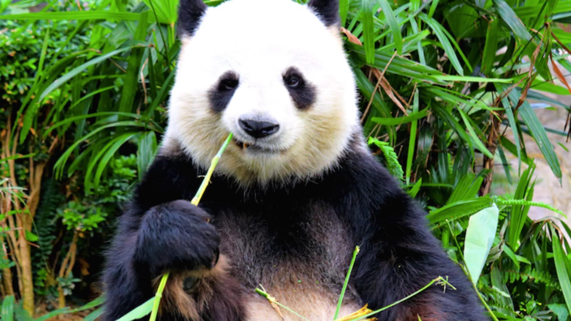 2,000-Year-Old Panda Burial Unearthed in Han Dynasty Tomb by Chinese Archaeologists 2,000-Year-Old Panda Burial Unearthed in Han Dynasty Tomb by Chinese Archaeologists