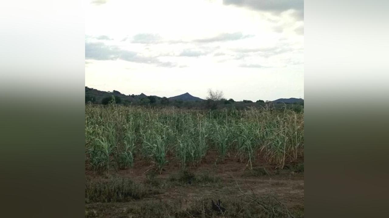 Agronomics trainees call for access to water to ease irrigation Agronomics trainees call for access to water to ease irrigation