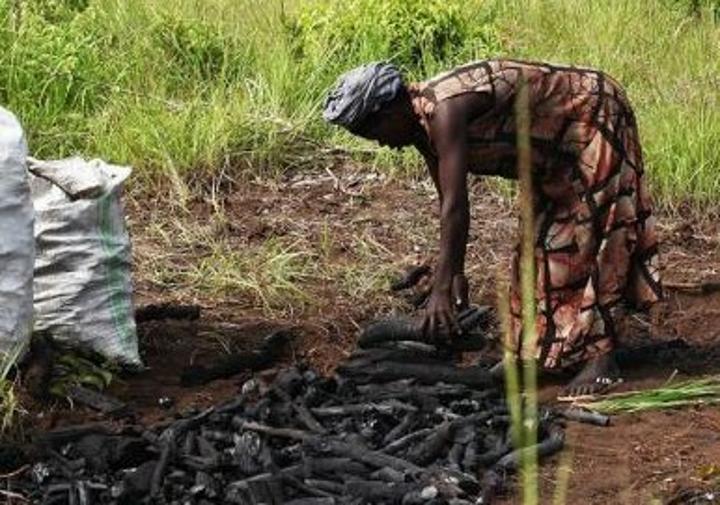 Deforestation for charcoal devastates Yei and Morobo Counties of green heart Deforestation for charcoal devastates Yei and Morobo Counties of green heart