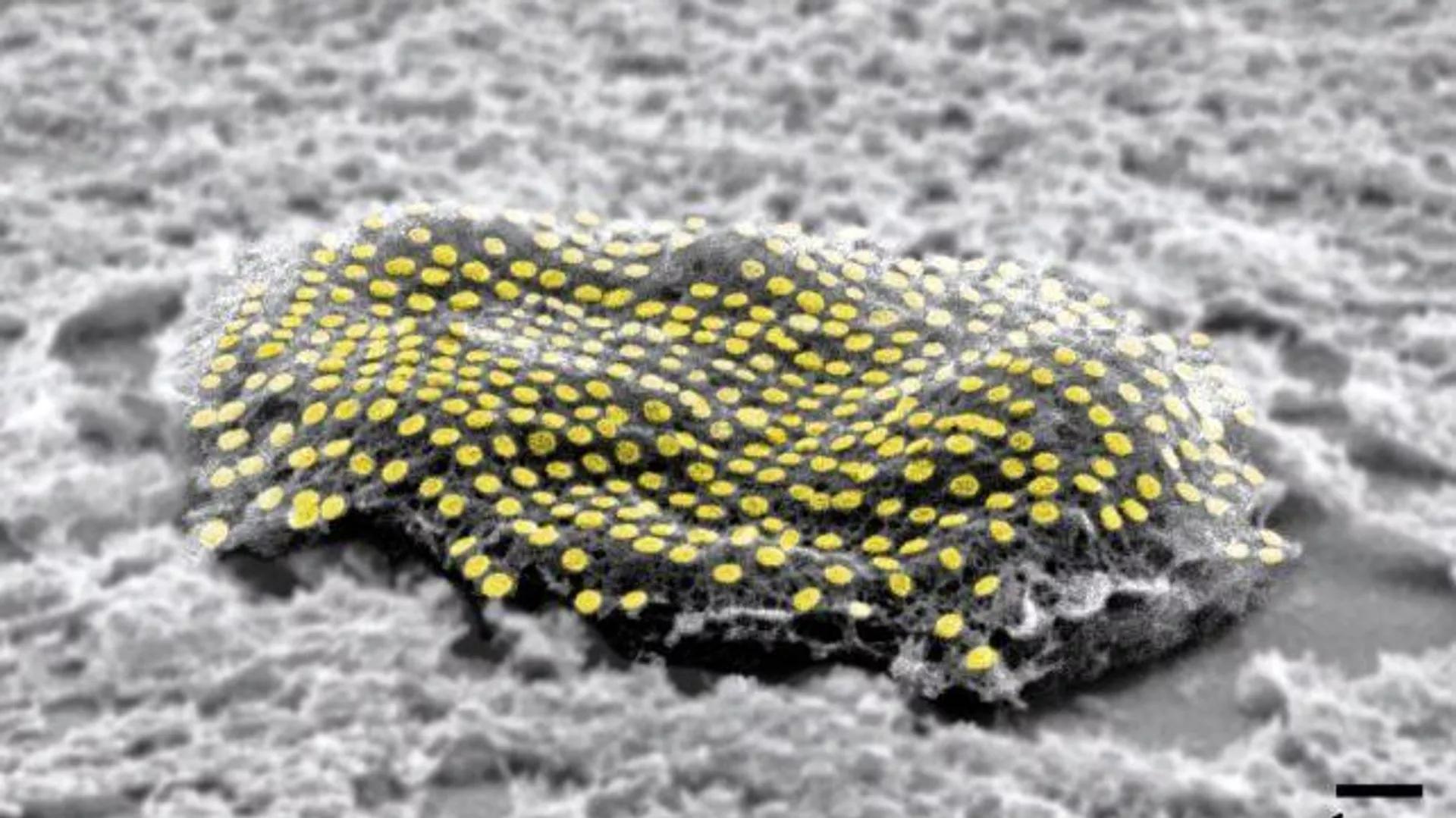 Cyberpunk Future Nears as Scientists Find Way to Fuse Nanocircuits Onto Living Tissue Cyberpunk Future Nears as Scientists Find Way to Fuse Nanocircuits Onto Living Tissue