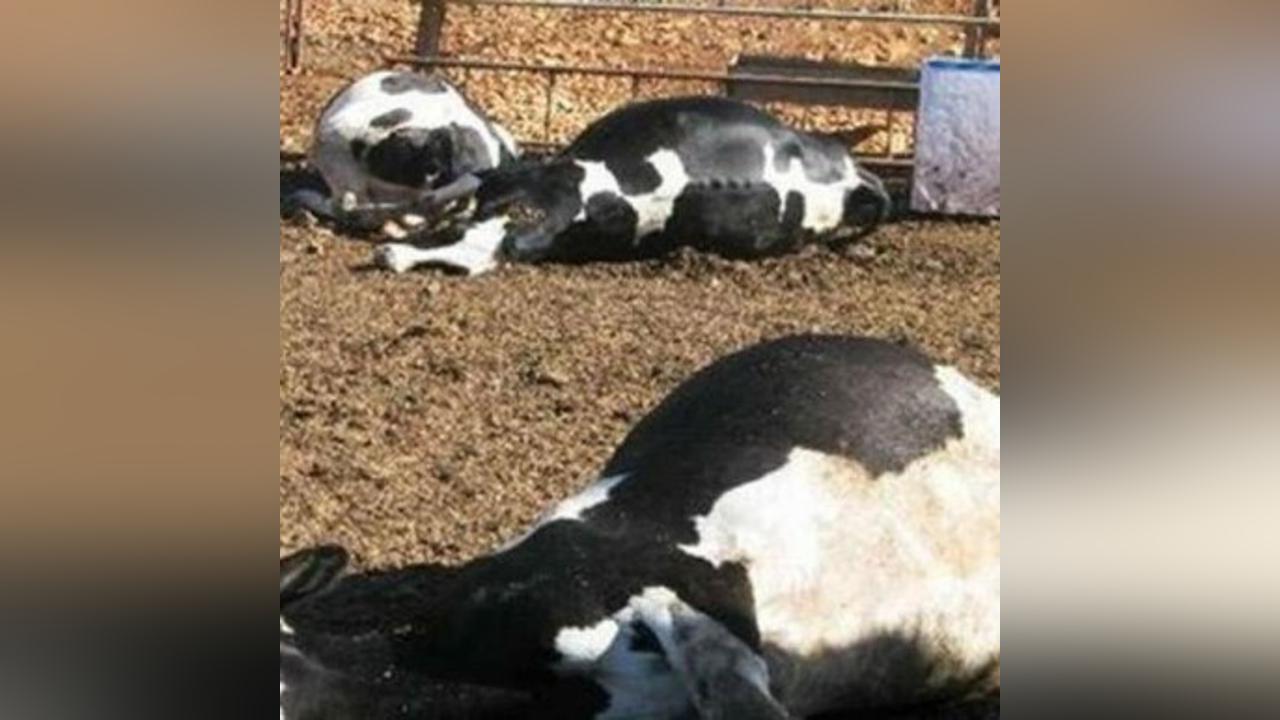 Unknown disease kills over 800 cattle in North Darfur Unknown disease kills over 800 cattle in North Darfur