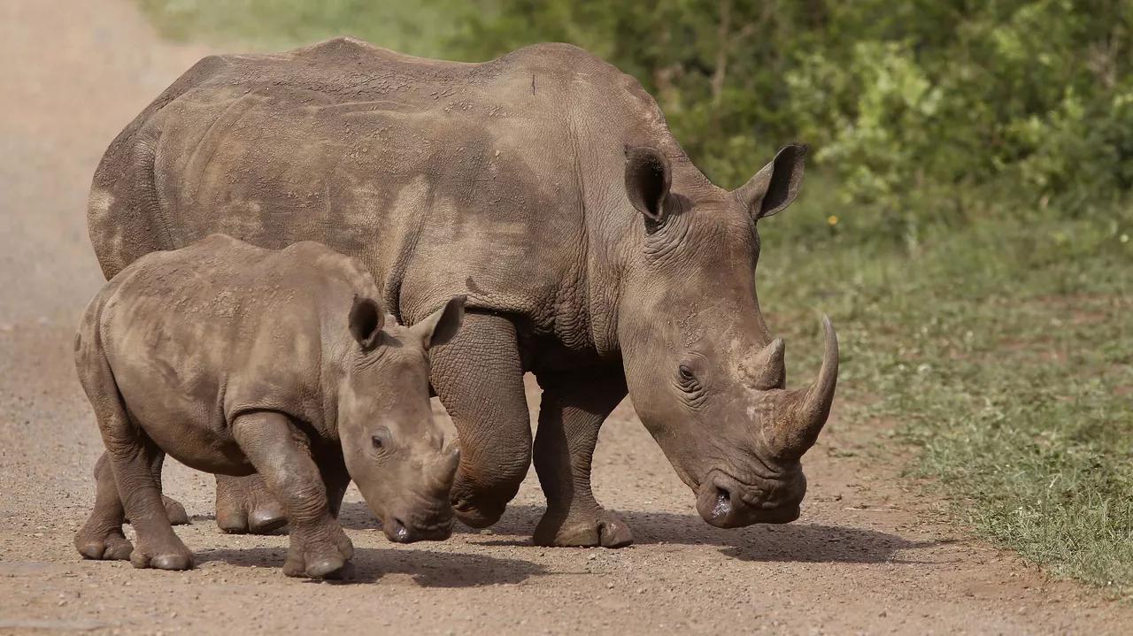 Scientists Forecast Most Mammals Will Go Extinct in 250 Million Years as Earth Warms Scientists Forecast Most Mammals Will Go Extinct in 250 Million Years as Earth Warms