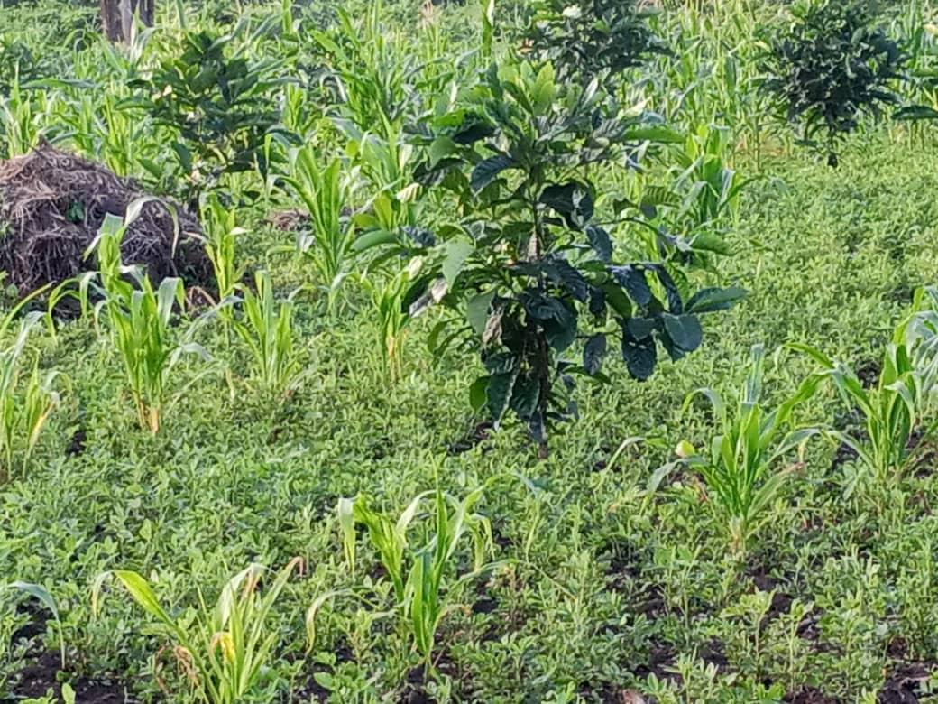 Yambio farmers lament poor harvest over unknown crop disease Yambio farmers lament poor harvest over unknown crop disease