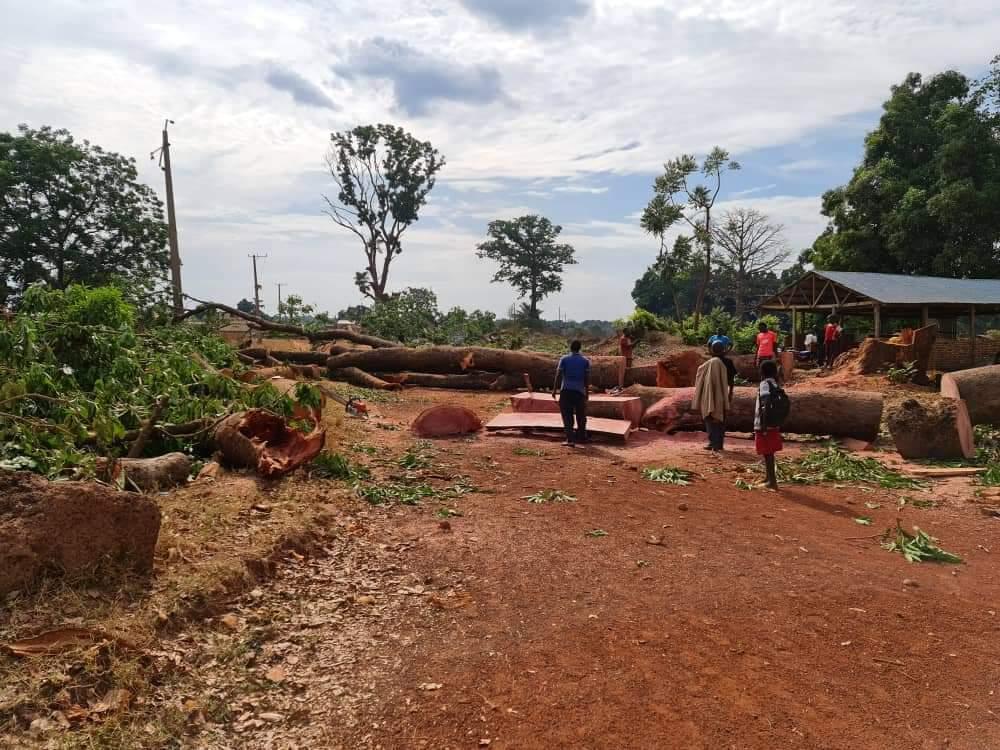 Yambio commissioner accuses state ministry of illegal logging Yambio commissioner accuses state ministry of illegal logging