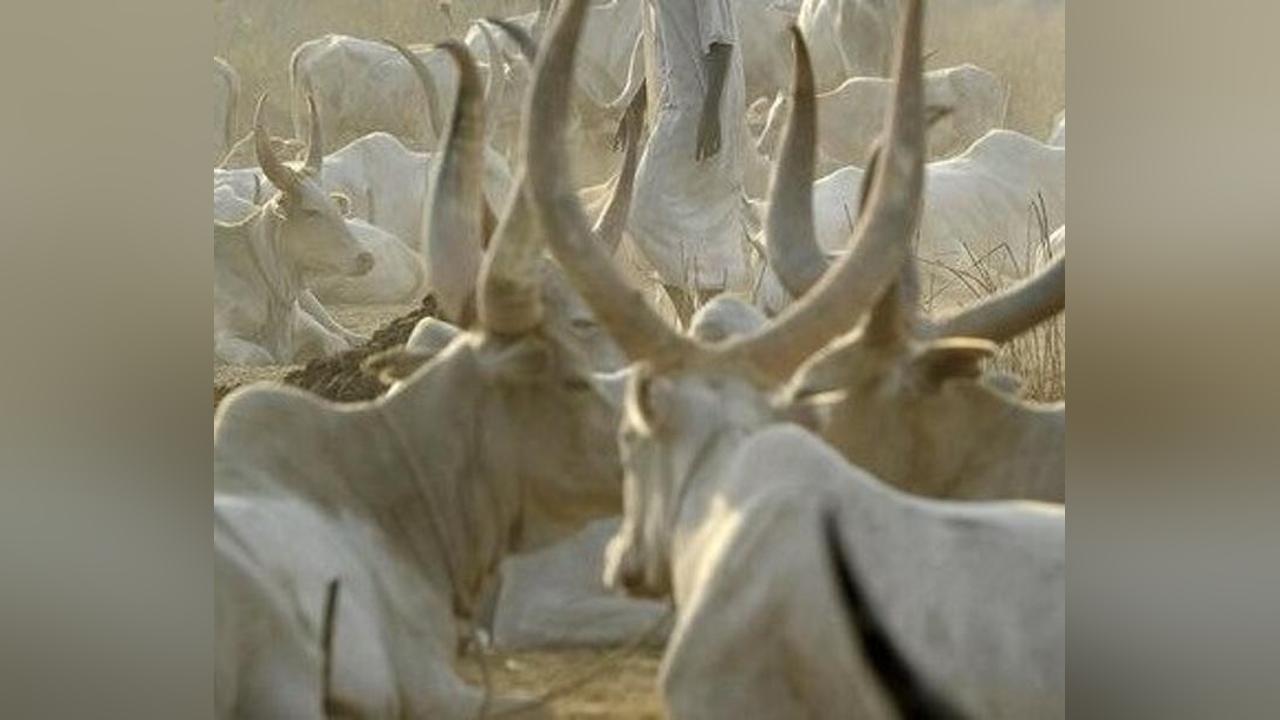GPAA: Herdsman killed, 300 cattle raided in Vertet County GPAA: Herdsman killed, 300 cattle raided in Vertet County