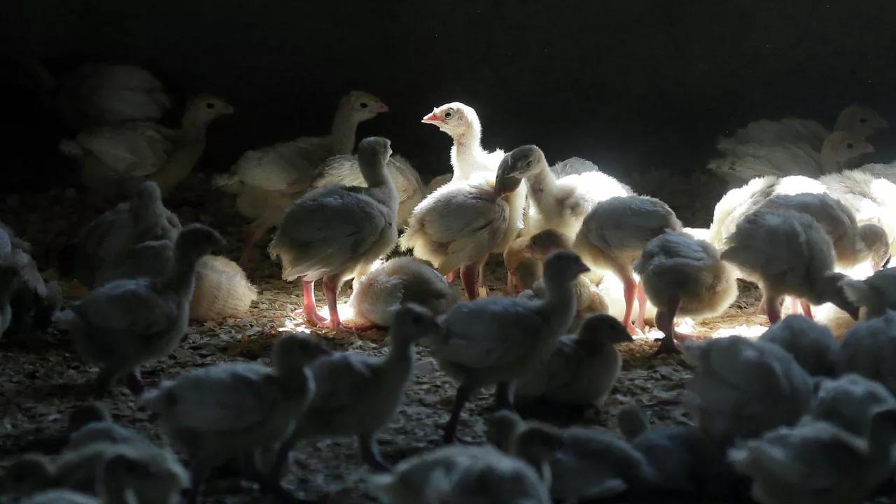 Scientists Use CRISPR Gene Editing Tech on Chickens to Fight Bird Flu Scientists Use CRISPR Gene Editing Tech on Chickens to Fight Bird Flu