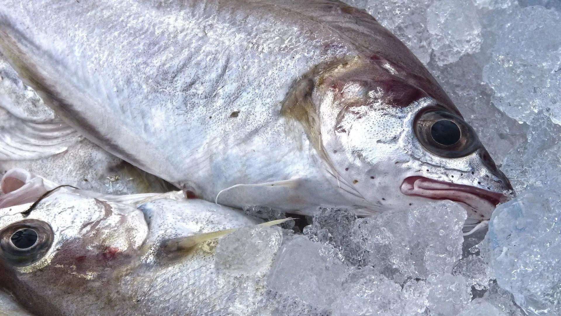 Insects as Food: Russian Scientists Find a New Solution For Feeding Fish Insects as Food: Russian Scientists Find a New Solution For Feeding Fish